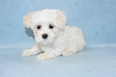 Maltese-DOG-Female-White-4432-Petland Monroeville, PA