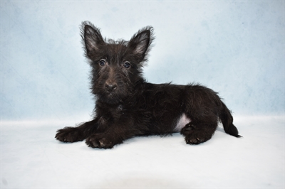 Scottish Terrier-DOG-Female-Black-4435-Petland Monroeville, PA