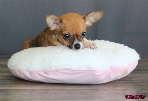 Chihuahua-DOG-Female-Fawn Sable-4462-Petland Monroeville, PA