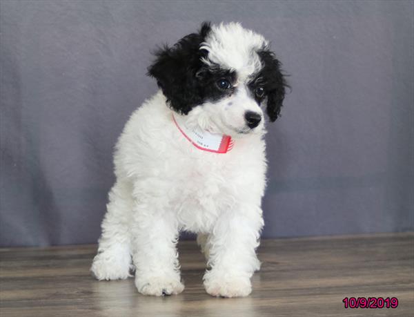 Poodle-DOG-Female-White / Black-4465-Petland Monroeville, PA