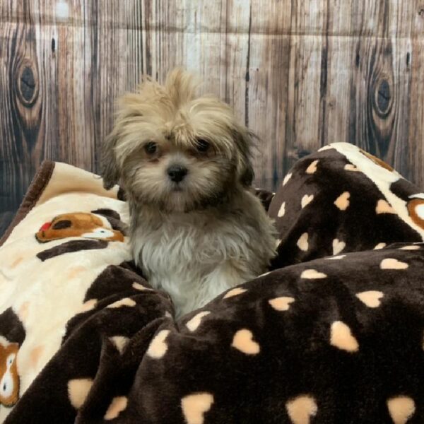 Lhasa Apso-DOG-Female-GRZL, WH MKGS-4478-Petland Monroeville, PA