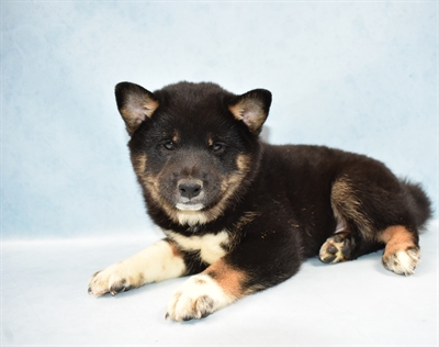 Shiba Inu-DOG-Male-Black and Tan-4485-Petland Monroeville, PA