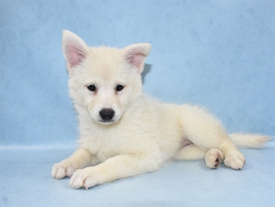 Pomsky-DOG-Female-White-4486-Petland Monroeville, PA