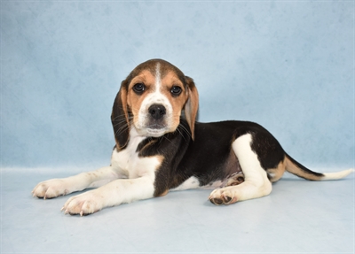 Beagle-DOG-Male-Black Fawn and White-4487-Petland Monroeville, PA