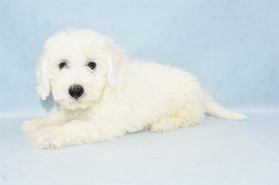 Bichon Frise-DOG-Male-White-4488-Petland Monroeville, PA