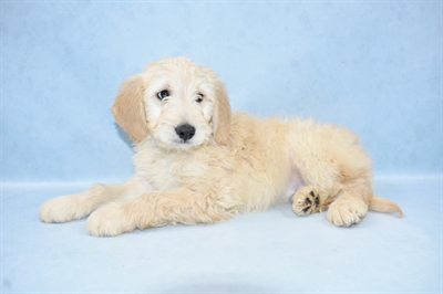 Mini Goldendoodle-DOG-Male-Golden-4489-Petland Monroeville, PA