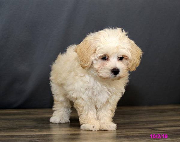 Hybrid-DOG-Male-Cream-4505-Petland Monroeville, PA