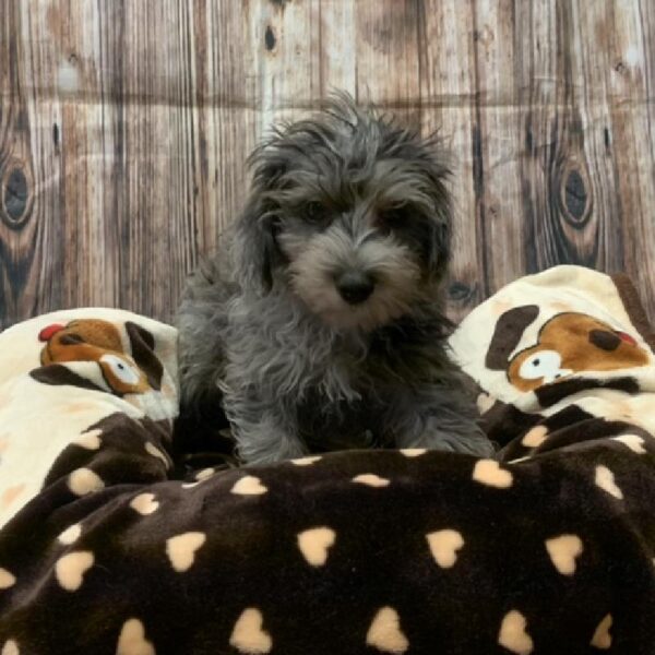 Schnoodle-DOG-Male-bl mrl-4513-Petland Monroeville, PA