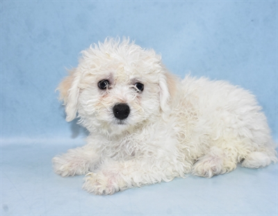 Bichon Frise-DOG-Female-White-4524-Petland Monroeville, PA