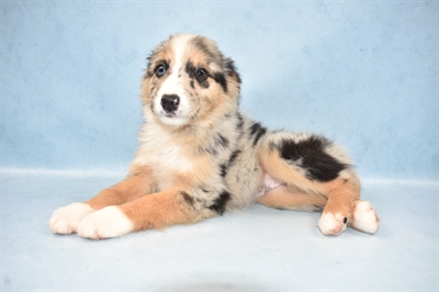 Australian Shepherd-DOG-Female-Blue Merle-4525-Petland Monroeville, PA