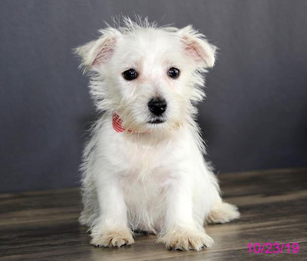 West Highland White Terrier-DOG-Male-White-4539-Petland Monroeville, PA