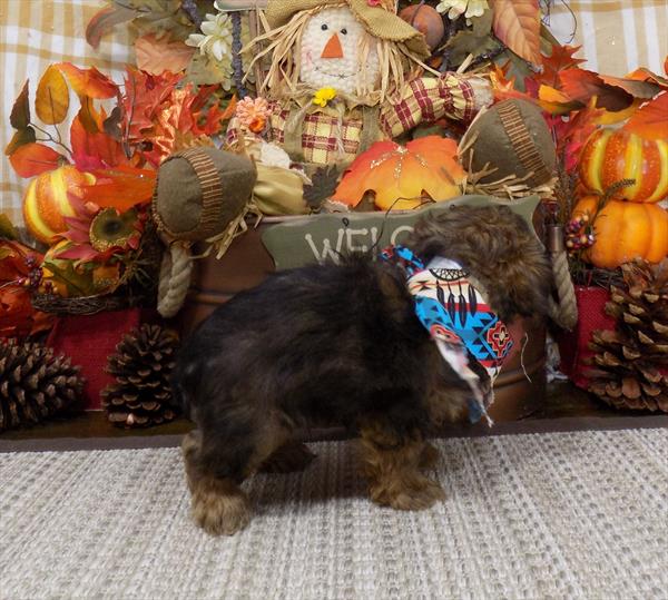 Shorkie-DOG-Male-Gold-4543-Petland Monroeville, PA