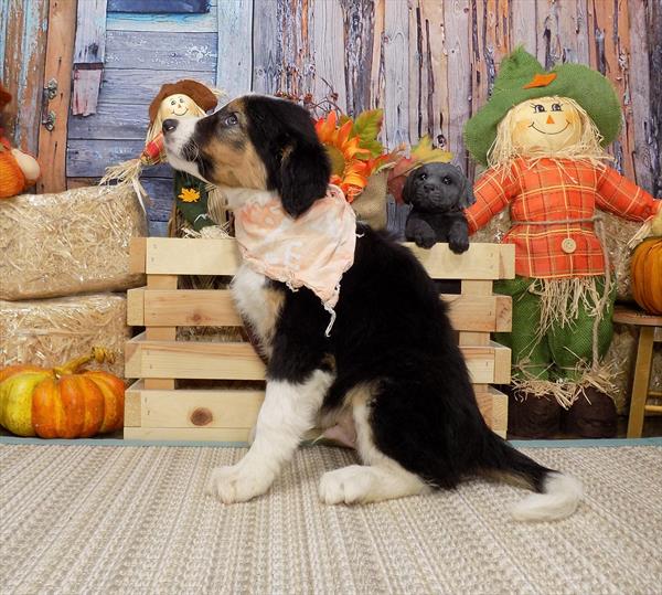Border Collie-DOG-Male-Black White / Tan-4544-Petland Monroeville, PA