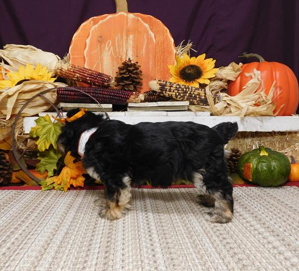 Morkie-DOG-Female-Blue / Tan-4546-Petland Monroeville, PA