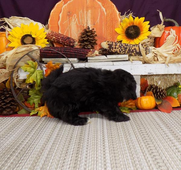 ShizaPoo-DOG-Female-Black-4547-Petland Monroeville, PA