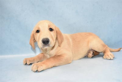 Labrador Retriever-DOG-Male-Yellow-4556-Petland Monroeville, PA