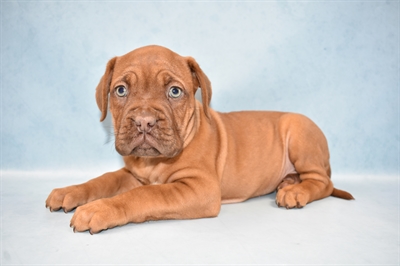 Dogue De Bordeaux-DOG-Female-Mahogany-4559-Petland Monroeville, PA
