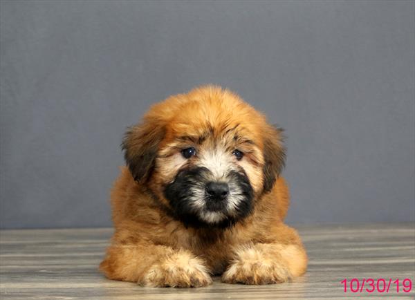 Soft Coated Wheaten Terrier-DOG-Male-Wheaten-4564-Petland Monroeville, PA