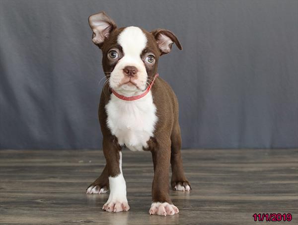Boston Terrier-DOG-Female-Chocolate / White-4565-Petland Monroeville, PA