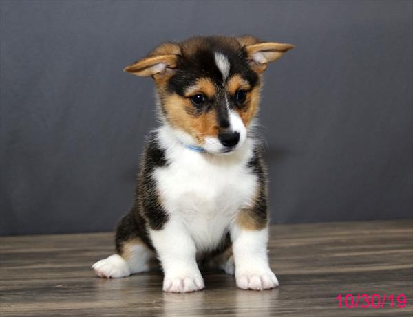 Pembroke Welsh Corgi-DOG-Male-Black-4567-Petland Monroeville, PA
