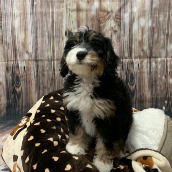Bernedoodle-DOG-Female-Blk Tn & Wh-4581-Petland Monroeville, PA