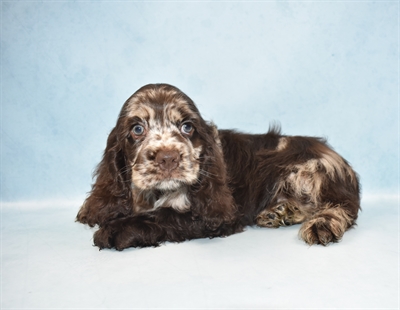 Cocker Spaniel-DOG-Male-Brown-4586-Petland Monroeville, PA
