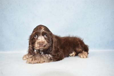 Cocker Spaniel-DOG-Female-Brown-4587-Petland Monroeville, PA