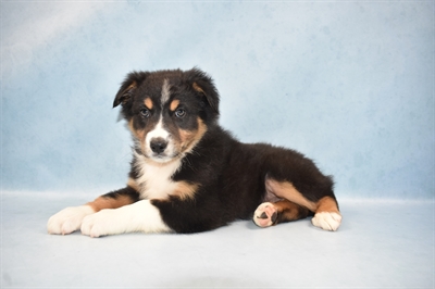 Australian Shepherd-DOG-Male-Black and White-4588-Petland Monroeville, PA