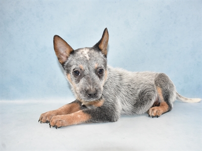 Australian Cattle Dog-DOG-Female-Blue Mottled-4589-Petland Monroeville, PA