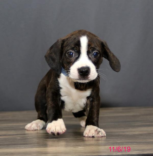 Hybrid-DOG-Female-Brindle / White-4590-Petland Monroeville, PA