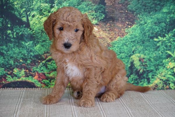 Hybrid-DOG-Male-Apricot-4591-Petland Monroeville, PA