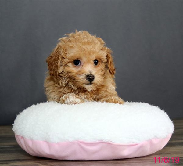 Hybrid-DOG-Female-Apricot-4592-Petland Monroeville, PA