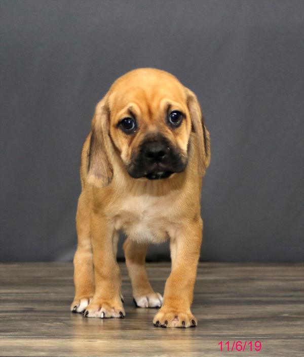 Puggle-DOG-Male-Fawn-4593-Petland Monroeville, PA