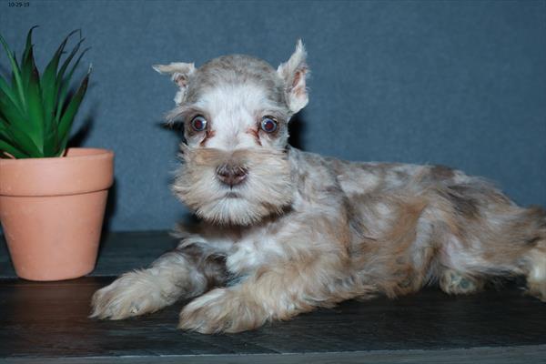 Mini Schnauzer-DOG-Male-Chocolate Merle-4594-Petland Monroeville, PA