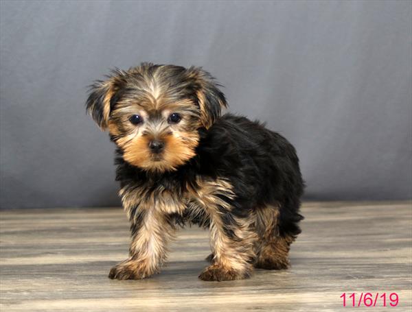 Yorkshire Terrier-DOG-Male-Black / Tan-4595-Petland Monroeville, PA