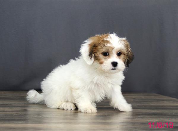Teddy Bear-DOG-Male-White / Brown-4597-Petland Monroeville, PA