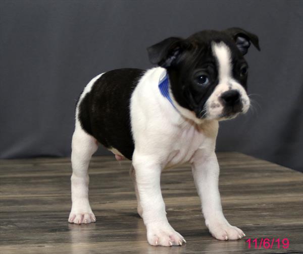 Boston Terrier-DOG-Male-Black Brindle / White-4599-Petland Monroeville, PA