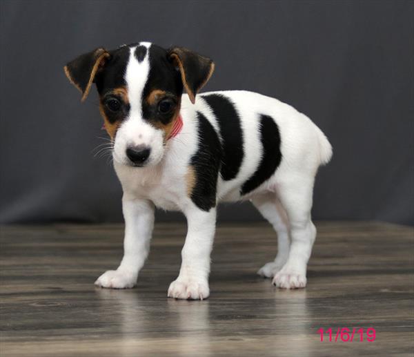 Jack Russell Terrier-DOG-Female-Tri-Colored-4600-Petland Monroeville, PA