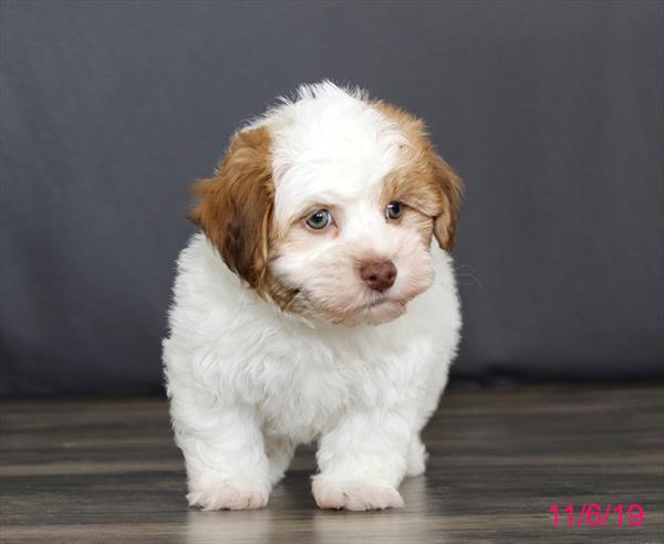 Havanese-DOG-Male-Tri-Colored-4601-Petland Monroeville, PA