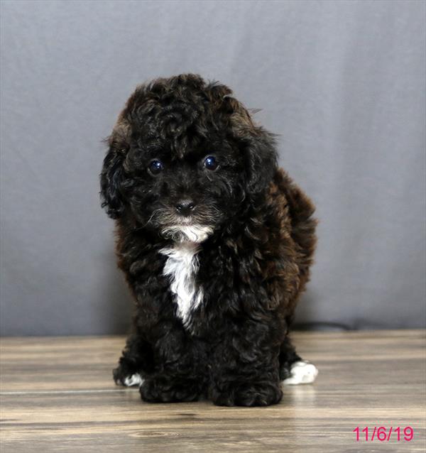 Hybrid-DOG-Male-Black-4602-Petland Monroeville, PA