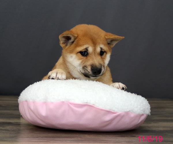 Shiba Inu-DOG-Female-Brown / White-4603-Petland Monroeville, PA