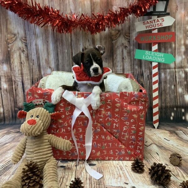 Boxer-DOG-Male-Brdl & Wh-4621-Petland Monroeville, PA