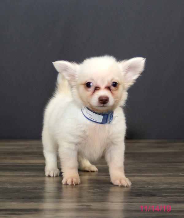 Chihuahua-DOG-Male-White-4622-Petland Monroeville, PA