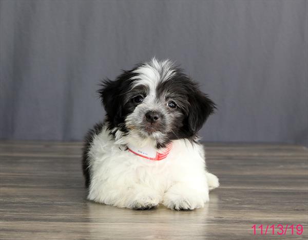 Havanese-DOG-Female-Black / White-4624-Petland Monroeville, PA