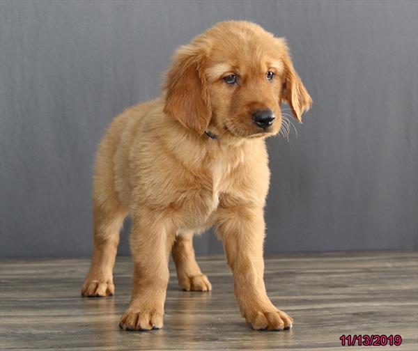 Golden Retriever-DOG-Female-Golden-4625-Petland Monroeville, PA