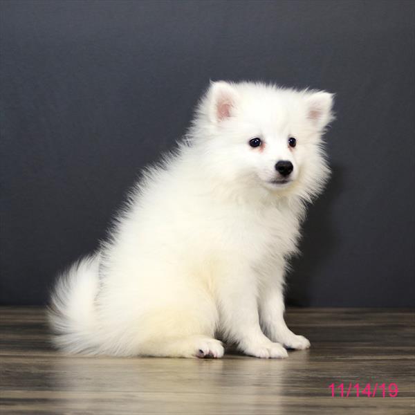 Hybrid-DOG-Male-White-4626-Petland Monroeville, PA