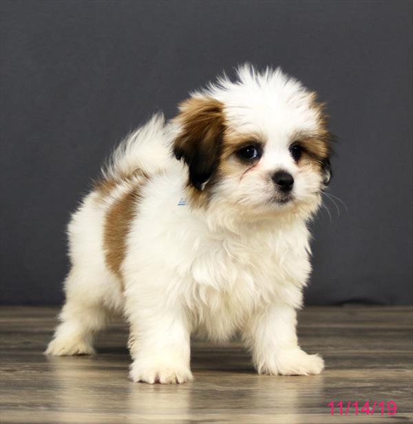 Hybrid-DOG-Male-Brown / White-4627-Petland Monroeville, PA