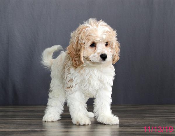 Cavachon-DOG-Female-Blenheim-4628-Petland Monroeville, PA