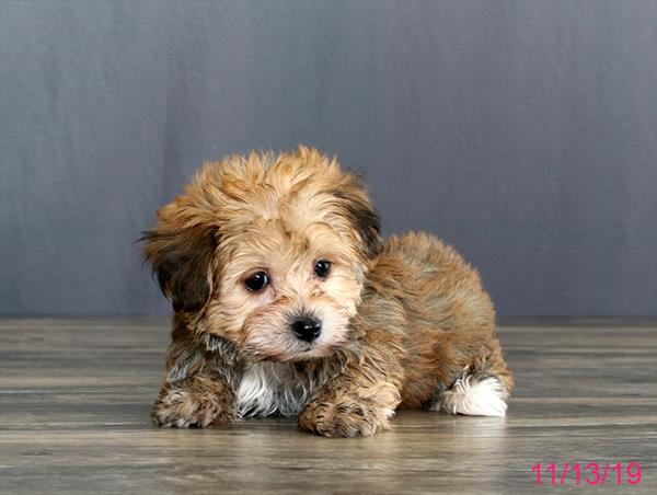 Hybrid-DOG-Male-Buff-4629-Petland Monroeville, PA