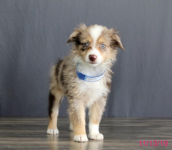 Miniature Australian Shepherd-DOG-Male-Red Merle-4630-Petland Monroeville, PA